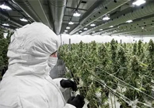 Growing medical marijuana, Danish company adopts LED lighting and control system