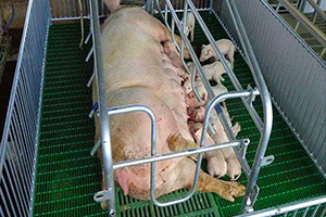ما هي آثار استخدام فراش الخنازير المركب على نمو الخنازير.