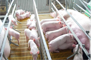 The choice of pig floor has a great influence on the growth of pigs