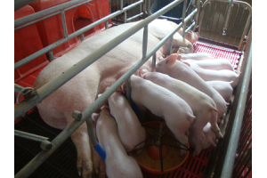 What should I pay attention to when purchasing sow farrowing crate?