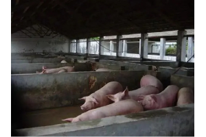 Сандъкът за угояване на свине трябва да обърне внимание на проблема