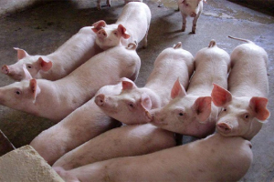 Nursing pigs and fattening pigs of different ages cannot be mixed