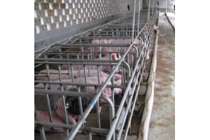 The construction of pig farms should consider the overall situation