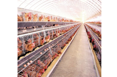Management of laying hens feeding and expected delivery