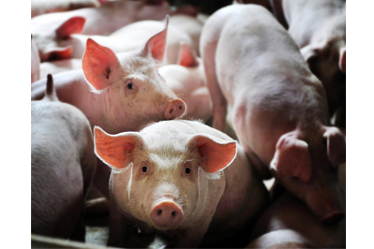 Epidemic prevention and control in pig breeding