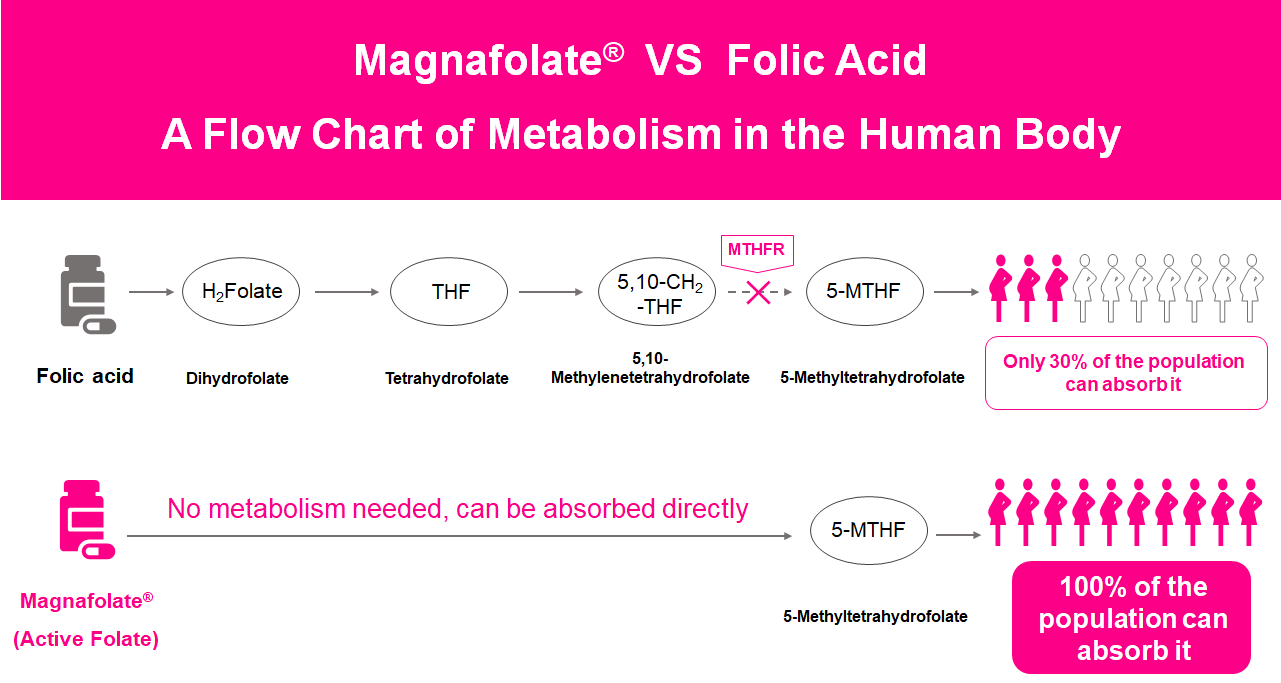 Ein Flussdiagramm des Stoffwechsels im menschlichen Körper, aktives Folat VS Folsäure