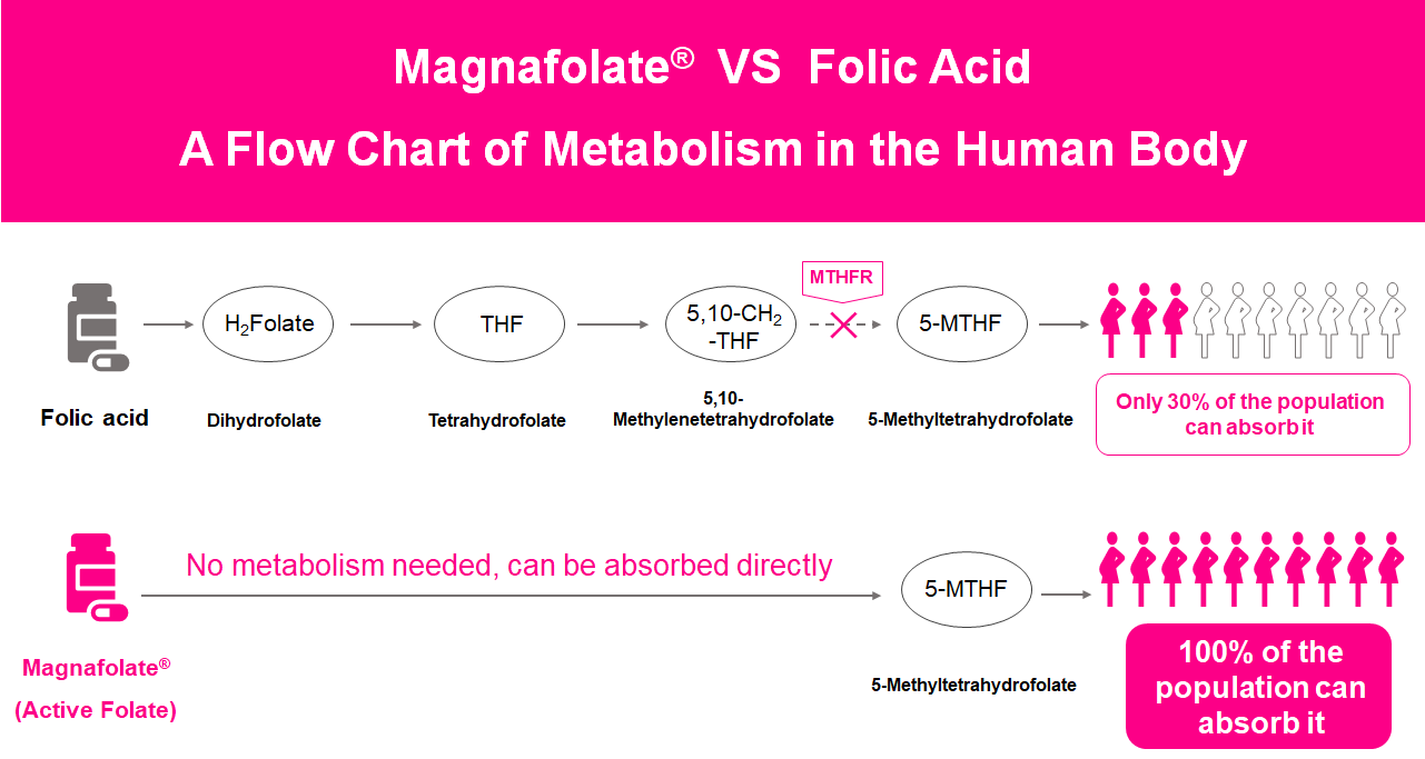 O diagramă a metabolismului în corpul uman, Folat activ VS Acid folic