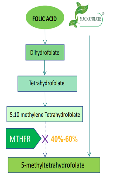 फॉलिक ऍसिडऐवजी सक्रिय फोलेट L-5-MTHF Ca वापरणे का आवश्यक आहे?