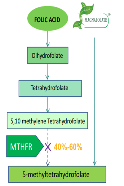 Cén fáth go bhfuil sé riachtanach folate gníomhach L-5-MTHF Ca a úsáid seachas aigéad fólach?