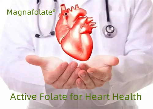 Aktyvus folio rūgštis širdies sveikatai