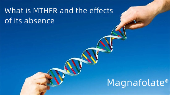 Qué es MTHFR y los efectos de su ausencia