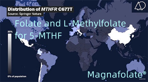 Folát és L-metilfolát az 5-MTHF-hez