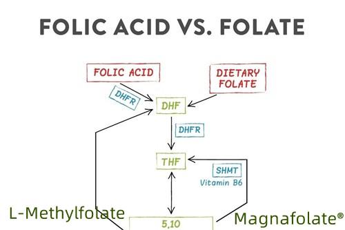 Summary of folate and L-Methylfolate