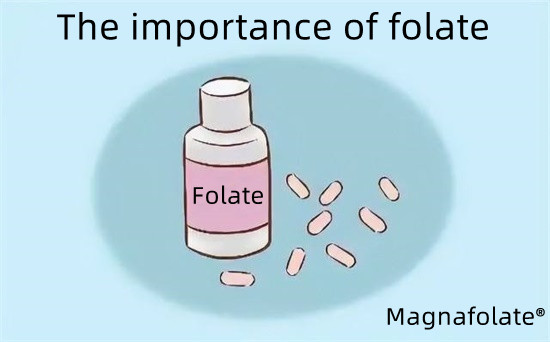 The importance of folate-Magnafolate