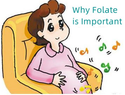 Why Folate is Important?