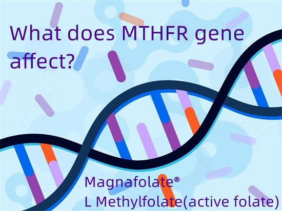 What does MTHFR gene affect?