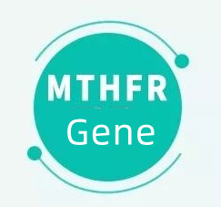 What does it mean if you have the MTHFR gene?