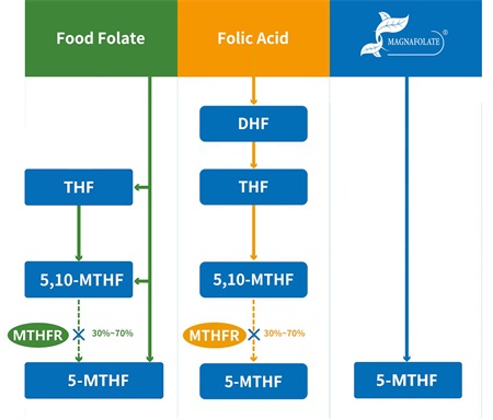 What is 5-methyltetrahydrofolate?
