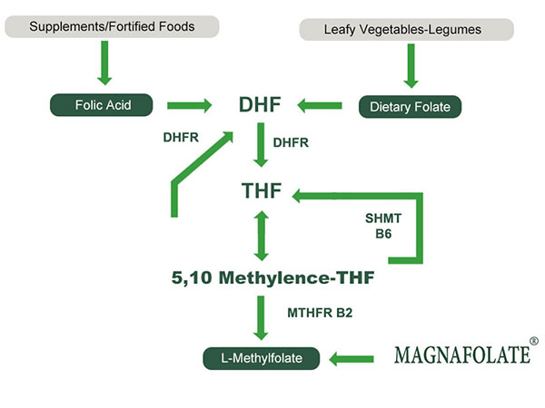 L-метилфолат проти харчової фолієвої кислоти проти фолієвої кислоти