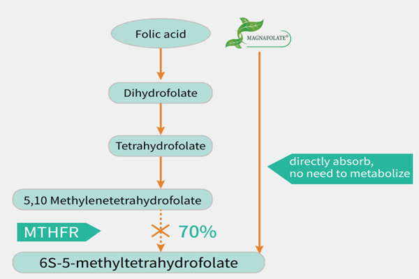 Magnafolate and folic acid