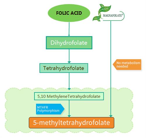 differences between folic acid and Magnafolate