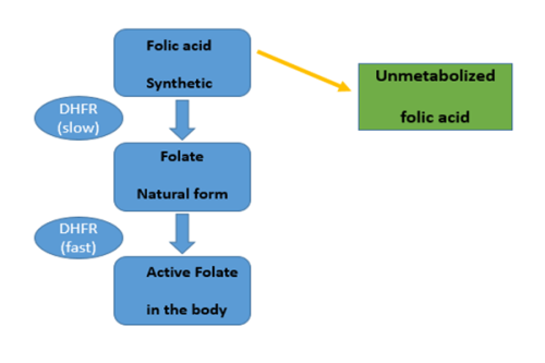 normal folate metabolism