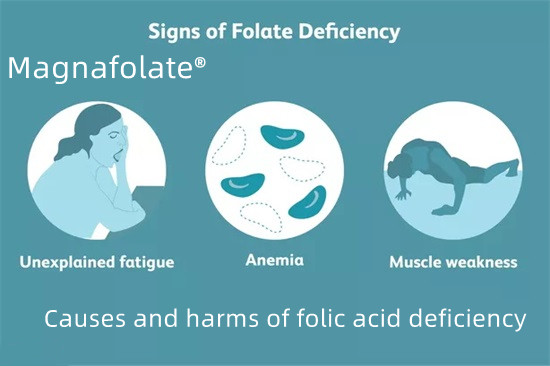 Causes and harms of folic acid deficiency