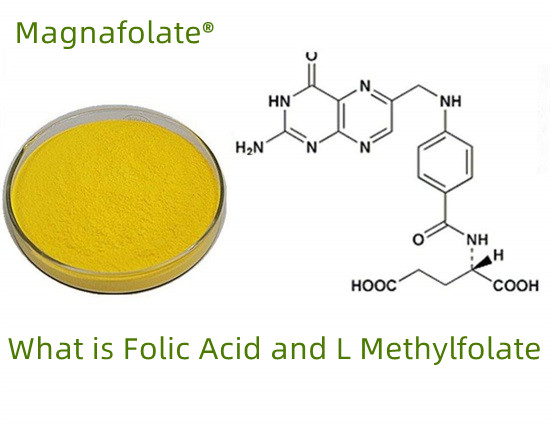 What is Folic Acid and L Methylfolate