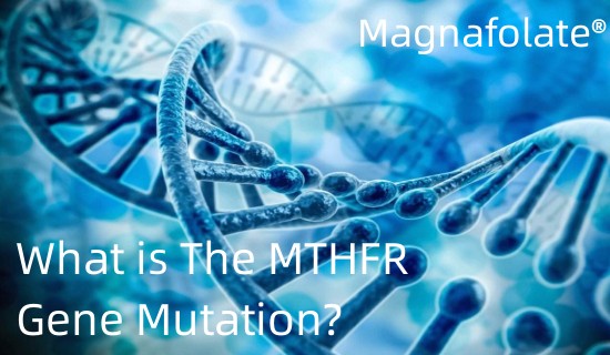 What is The MTHFR Gene Mutation