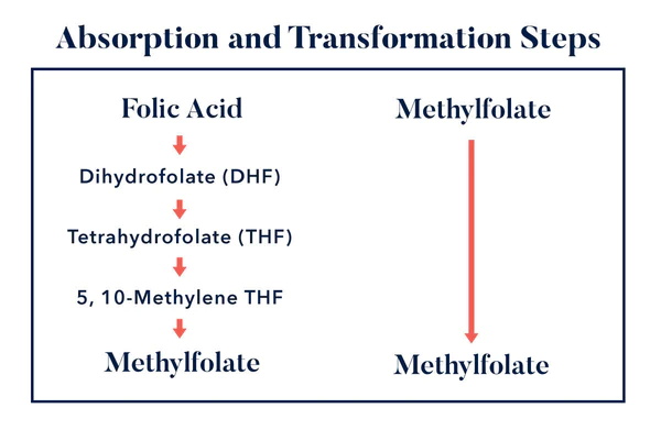 What are the key similarities of folic acid and L-methylfolate