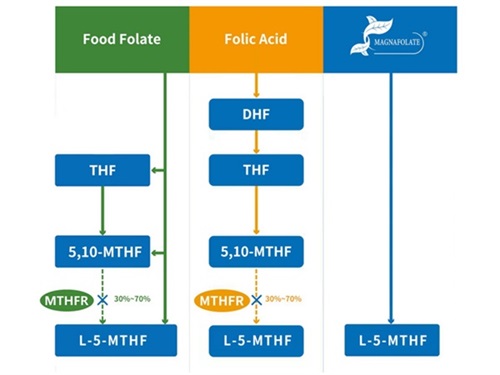 Metabolic chart of different types of folate