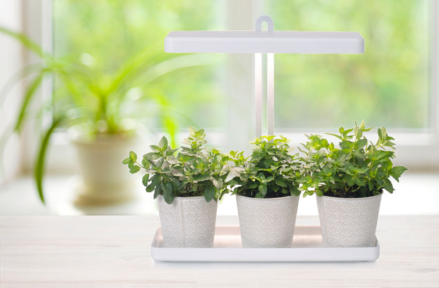 Tu je to, čo každý potrebuje vedieť o „svetlách na rast rastlín“ v priemysle osvetlenia rastlín