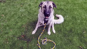 How to Make Your Own Dog Leash