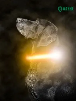 Hundehalsband mit blinkenden Lichtern
