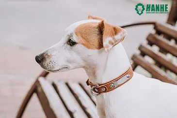 Collier en cuir pour animaux de compagnie