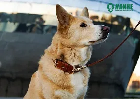 Personalized Leather Collar