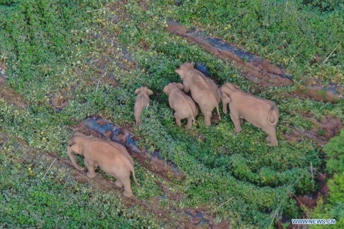По-голяма осведоменост зад грижата за слоновете: ежедневна редакция на Китай
