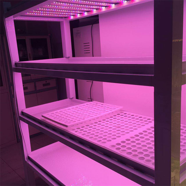 Indoor LED Vertical Farm