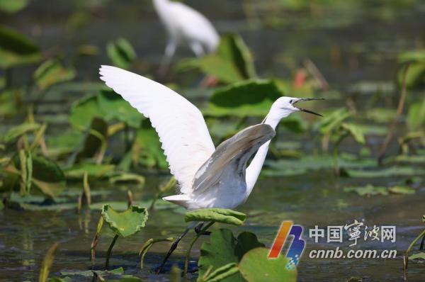 Egrets inhabit Dongqian Lake