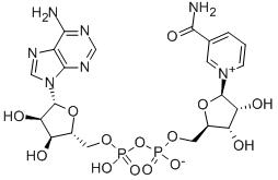 β-нікотинамідаденіндинуклеотид