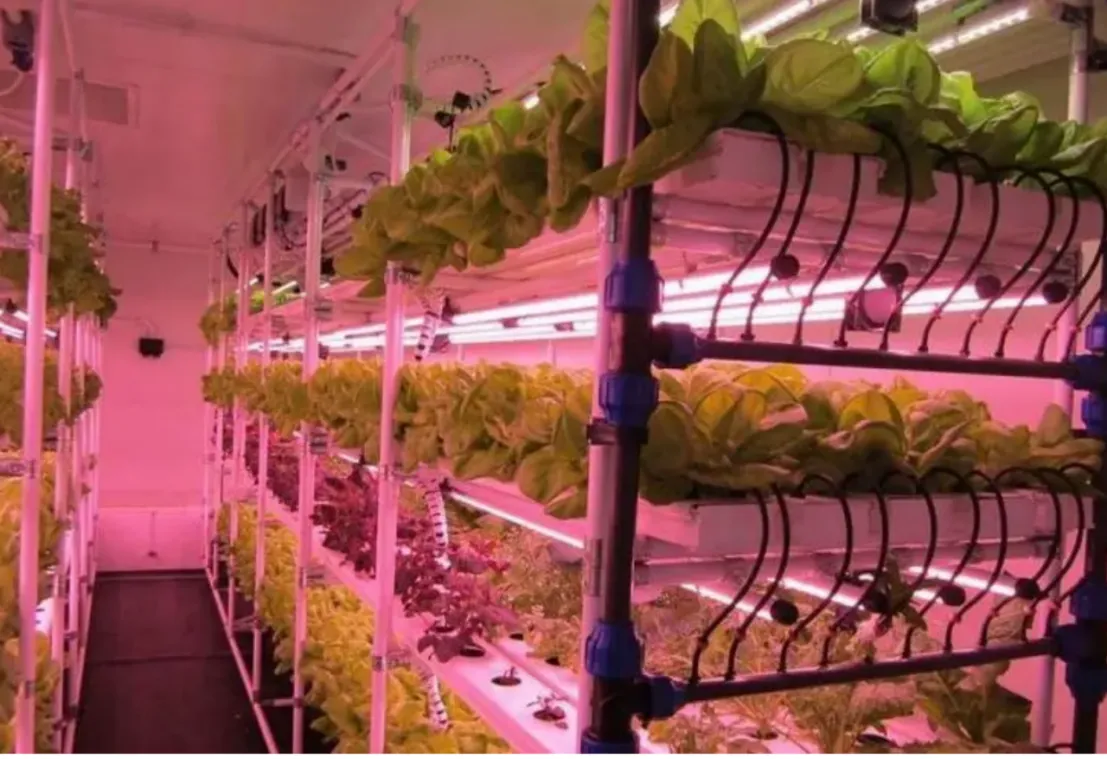 Aplicación de tubo de planta LED