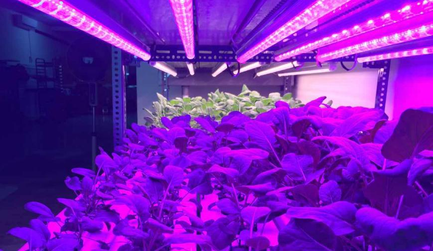 What is a LED plant lighting