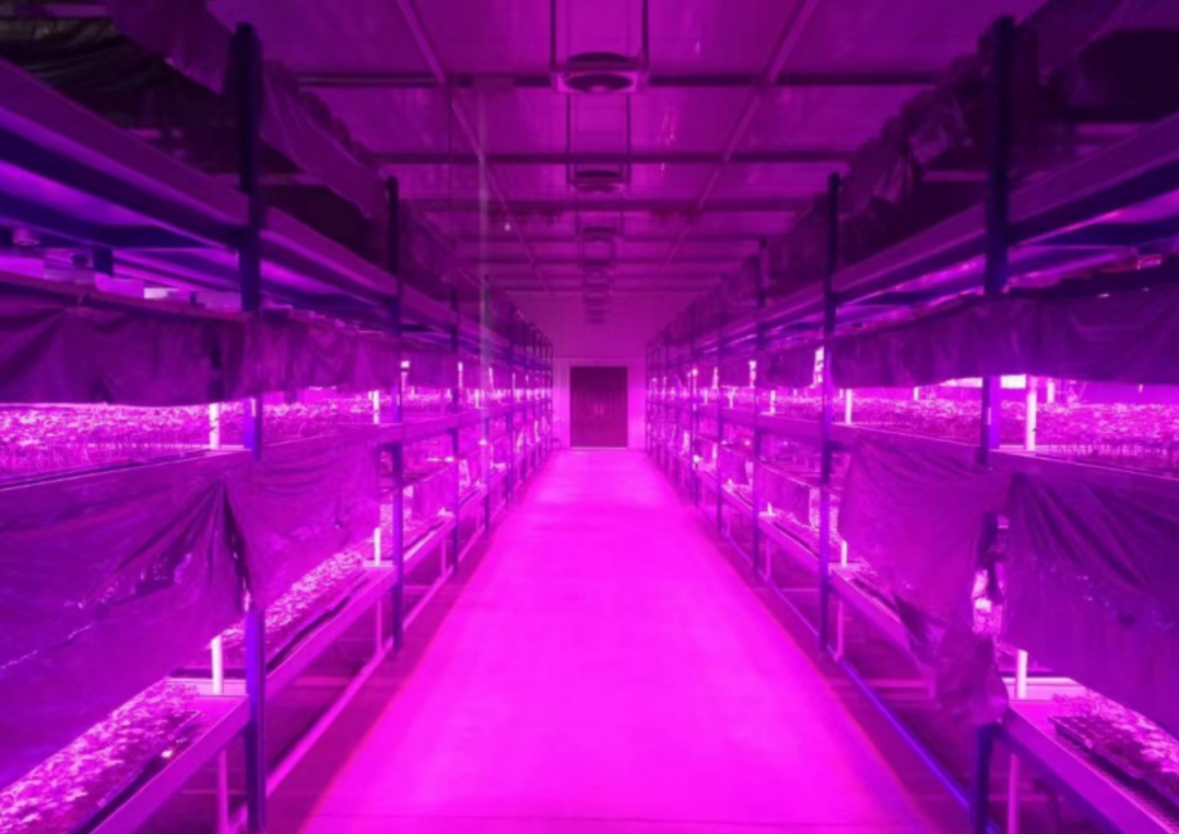 Digital fuld kunstigt lys LED frøplante fabrik