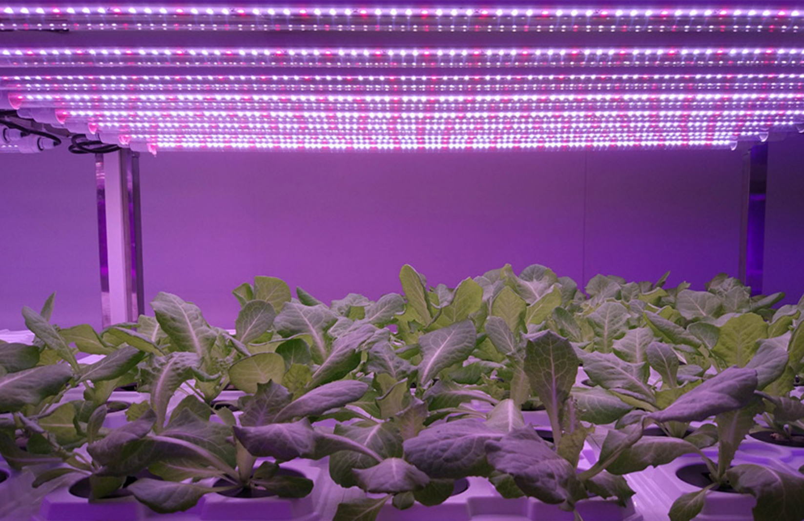 Aplicación de carcasas de tubos LED en iluminación de plantas.