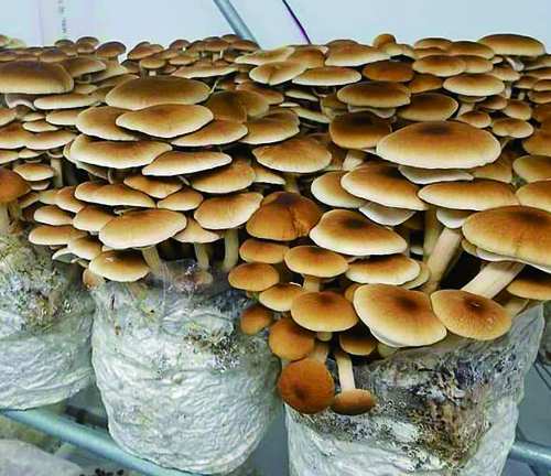 Kasvatuskottides seente kasvatamise eelised.