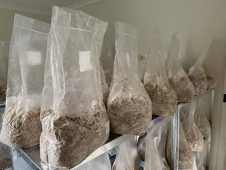 PP Mushroom Grow Bags အသုံးပြုမှုသည် မိရိုးဖလာ စိုက်ပျိုးခြင်းနှင့် ကွဲပြားသည်။