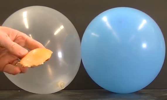 What makes a balloon explode when it meets citric acid?