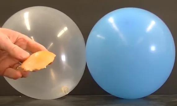 What makes a balloon explode when it meets citric acid?