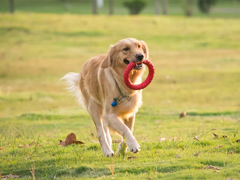 Кои се најдобрите играчки за џвакање за кучиња?