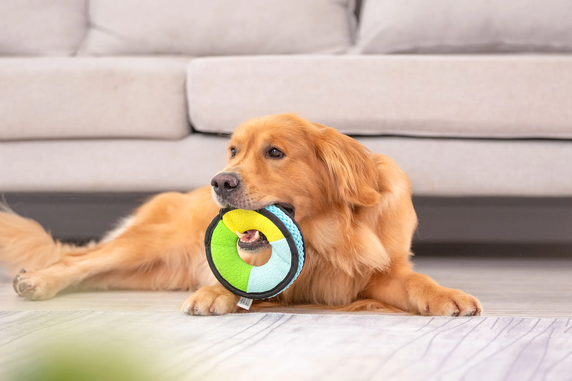How to Choose Toys for a Happier and More Excited Pet?